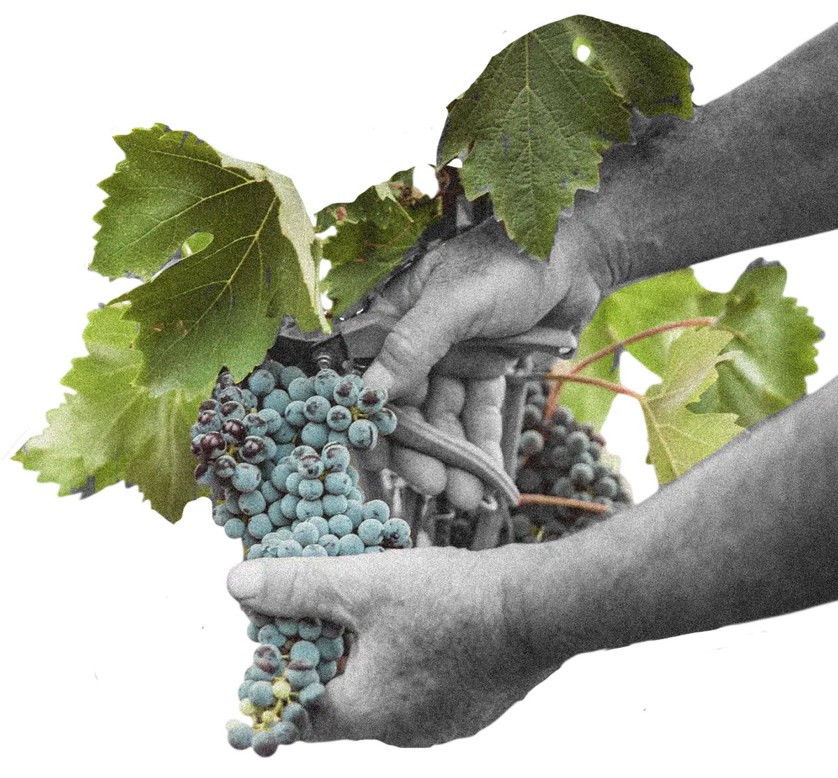 tenute-navarra-mani-uva