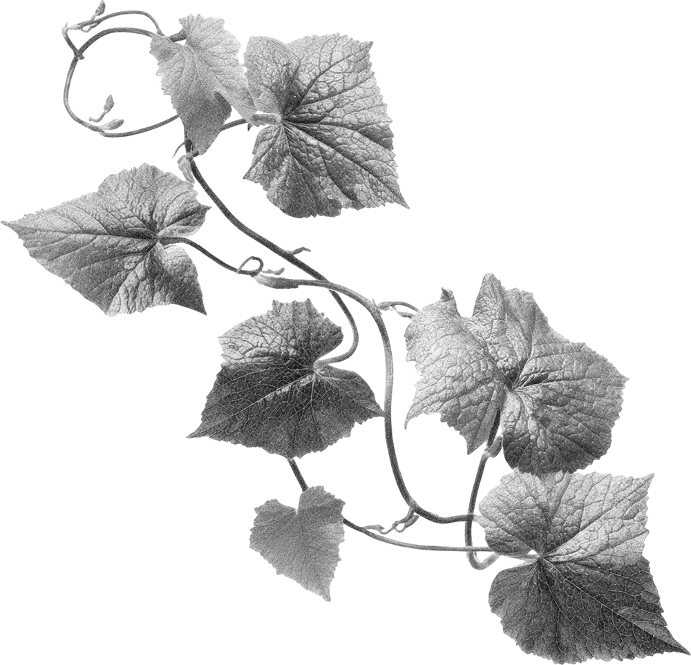 vite-ornamento