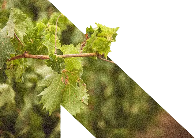 approccio-agronomico-tenute-navarra-ornamento