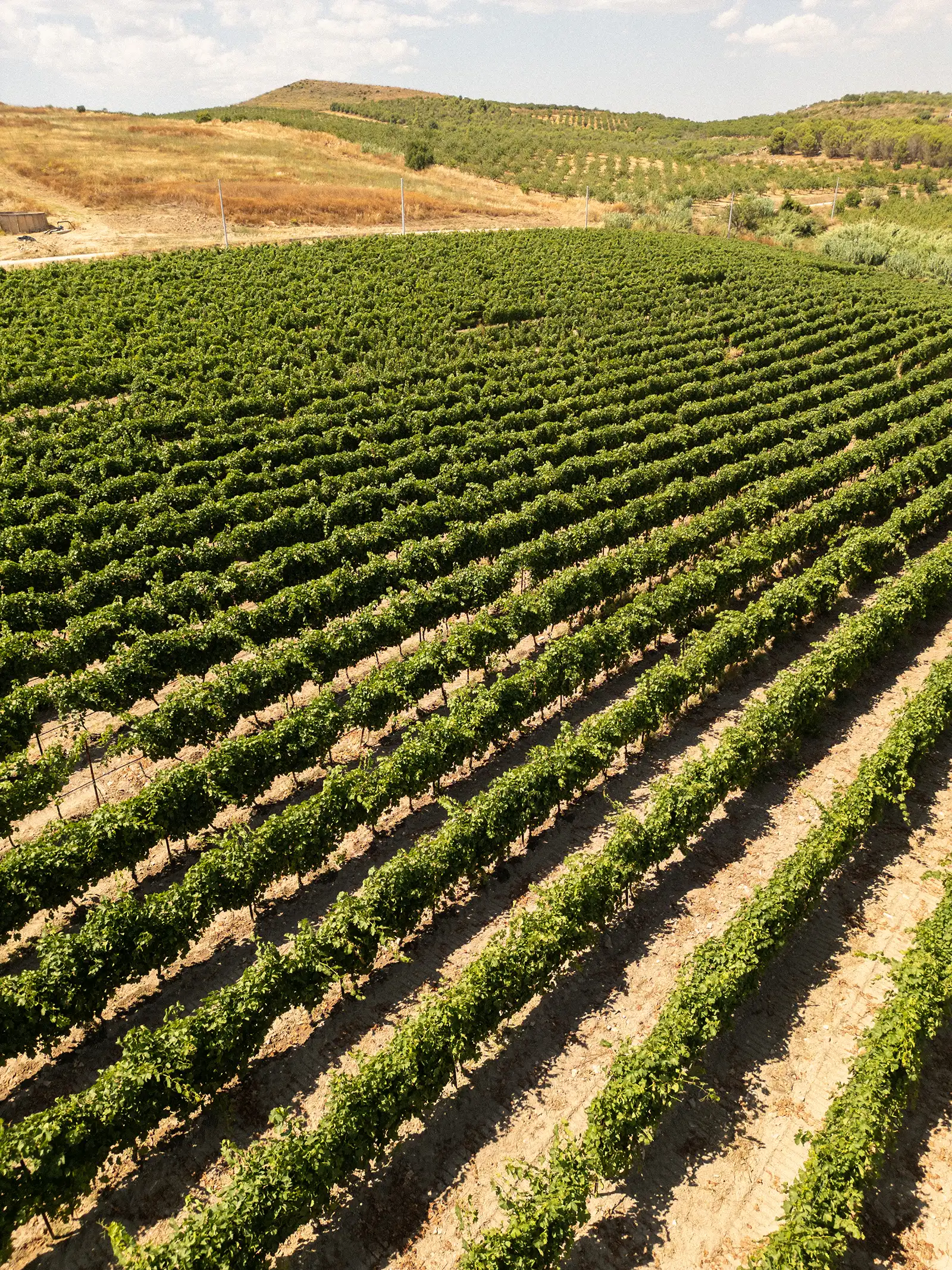 tenute-navarra-territorio-bg-Cerasuolo-di-Vittoria-DOCG